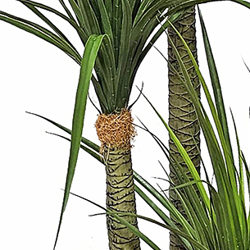 Ponytail Yucca 2m triple-stem - artificial plants, flowers & trees - image 2